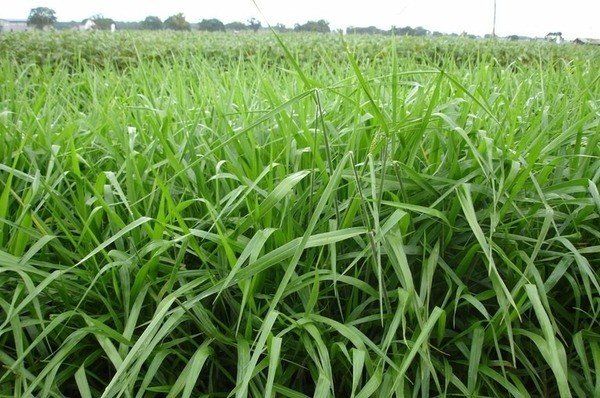 Capim MG4 Agrotech